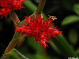Jardín Botánico - SAN JUAN